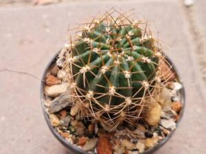 20251026_103613_9105 Lobivia hertrichiana v minuta