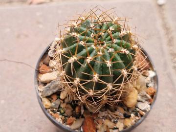 Lobivia hertrichiana v minuta