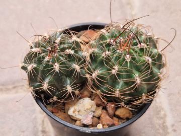 Lobivia sanguiniflora
