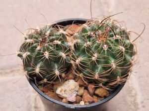 Lobivia sanguiniflora (1)