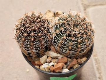 Lobivia densispina v rebutioides
