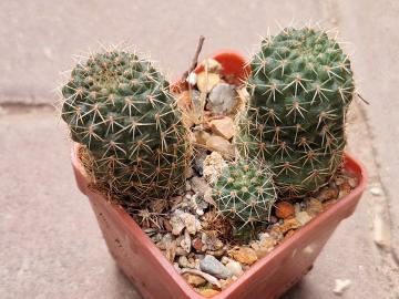 Aylostera tarvitaensis