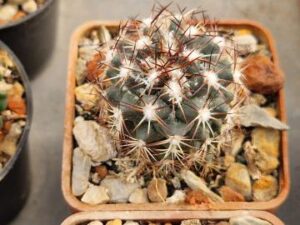 20251026_105044_9110 Coryphantha pallida