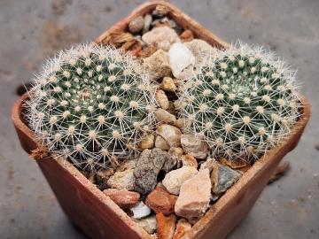 Rebutia sp KK