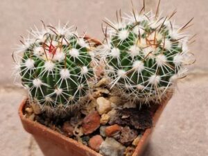 20251026_105808_9112 Echinofossulocactus albatus