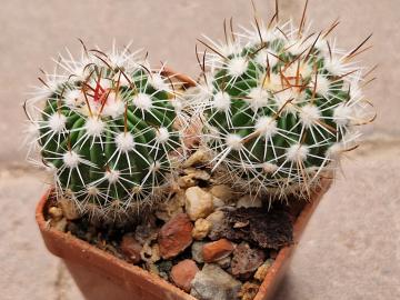 Echinofossulocactus albatus