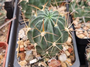 Lobivia pentlandii f omasuyana