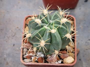 Lobivia chrysochete v hystrix