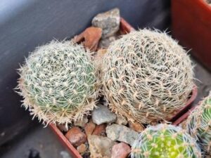 Sulcorebutia cavacavensis