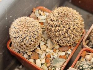Sulcorebutia augustinii v jakubenii