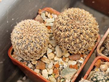 Sulcorebutia augustinii v jakubenii
