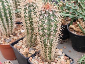 Pachycereus pringlei