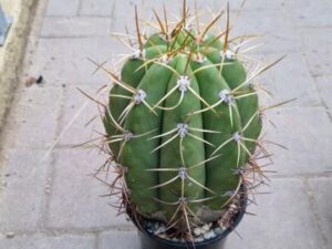 20251027_161200_9121 Trichocereus sp 2