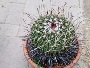 20251027_161213_9122 Echinofossulocactus sp 3