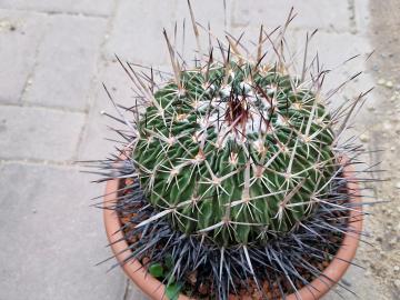 Echinofossulocactus sp 3