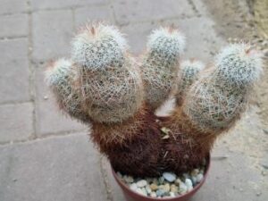 Echinocereus sp 5