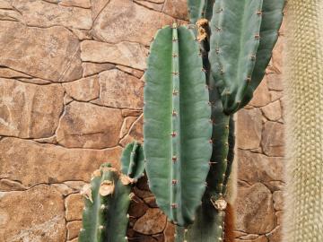Cereus peruvianus (1)