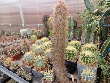 Oreocereus celsianus