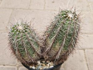 Echinopsis aurea