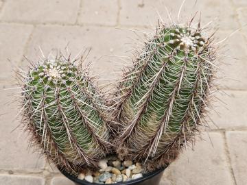 Echinopsis aurea