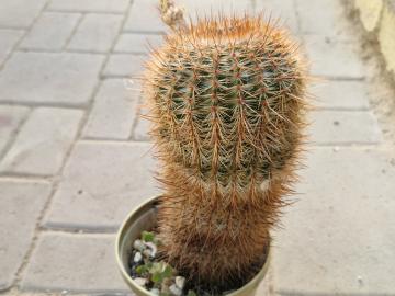 Notocactus sp 1