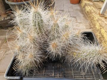 Echinocereus sp 6