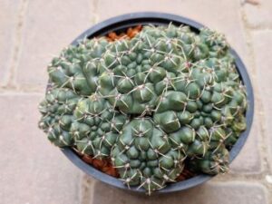 20251029_090416_9137 Gymnocalycium baldianum (2)