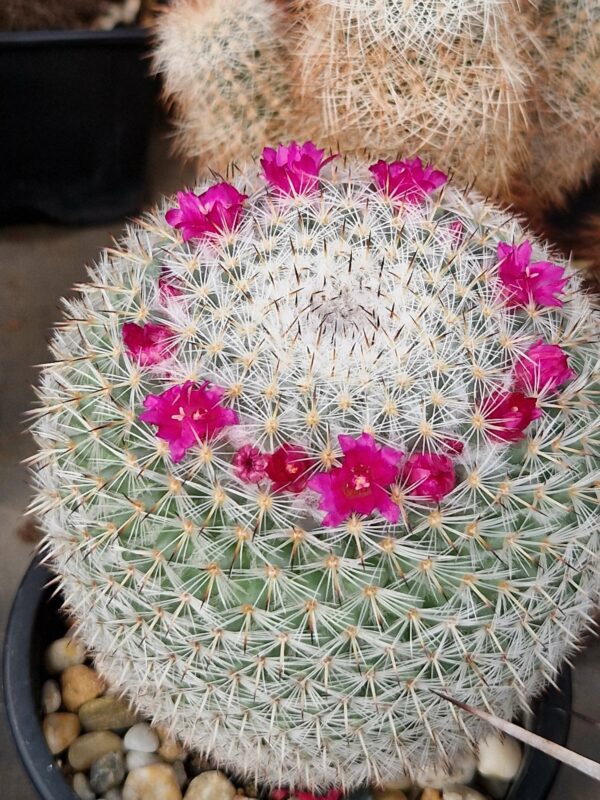 Mammillaria sp 11