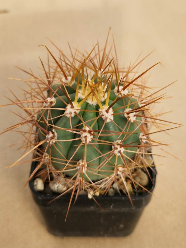 Trichocereus pasacana (1)