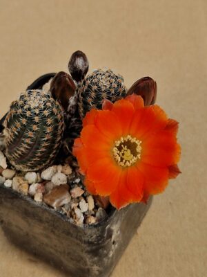 Mediolobivia pygmaea v gracilispina