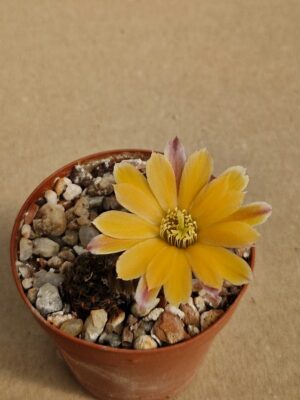 20260411_145000 Mediolobivia malochii