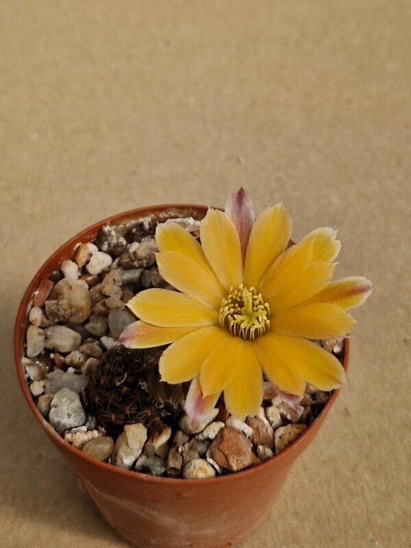 Mediolobivia malochii