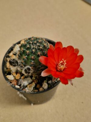 Mediolobivia iscayachensis