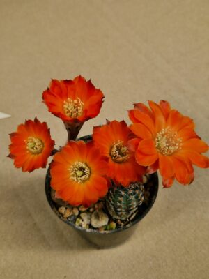 Mediolobivia pygmaea v gracilispina