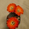 Mediolobivia pygmaea v iscayachensis