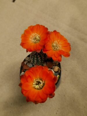 Mediolobivia pygmaea v iscayachensis