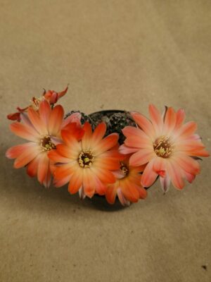 Mediolobivia gracilispina