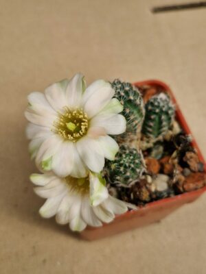 Mediolobivia digitiformis