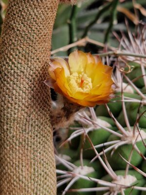 Lobivia famatimensis