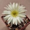 Gymnocalycium uruquayense