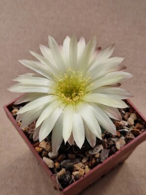Gymnocalycium uruquayense