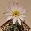 Gymnocalycium uruquayense v roseiflorum