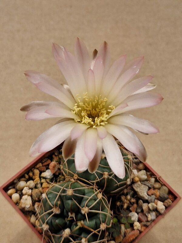Gymnocalycium uruquayense v roseiflorum