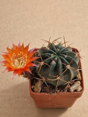 Lobivia tegeleriana v incuiensis