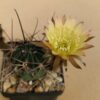 Lobivia ferox v pictiflora