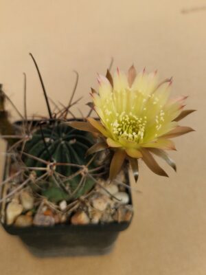 Lobivia ferox v pictiflora