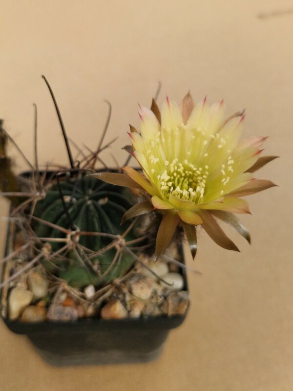 Lobivia ferox v pictiflora