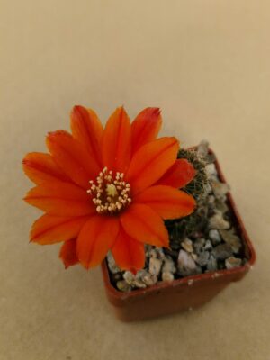 Aylostera tarvitaensis