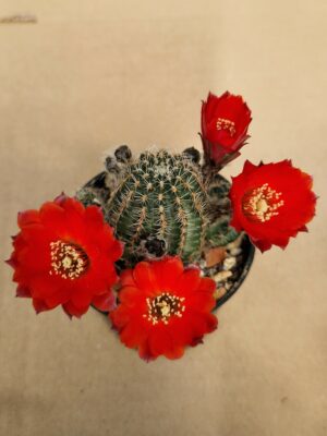 Mediolobivia pygmaea