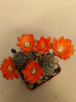 Mediolobivia pygmaea